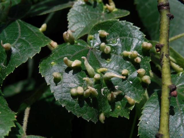 Hálky vlnovníka lipového (Eriophyes tiliae)