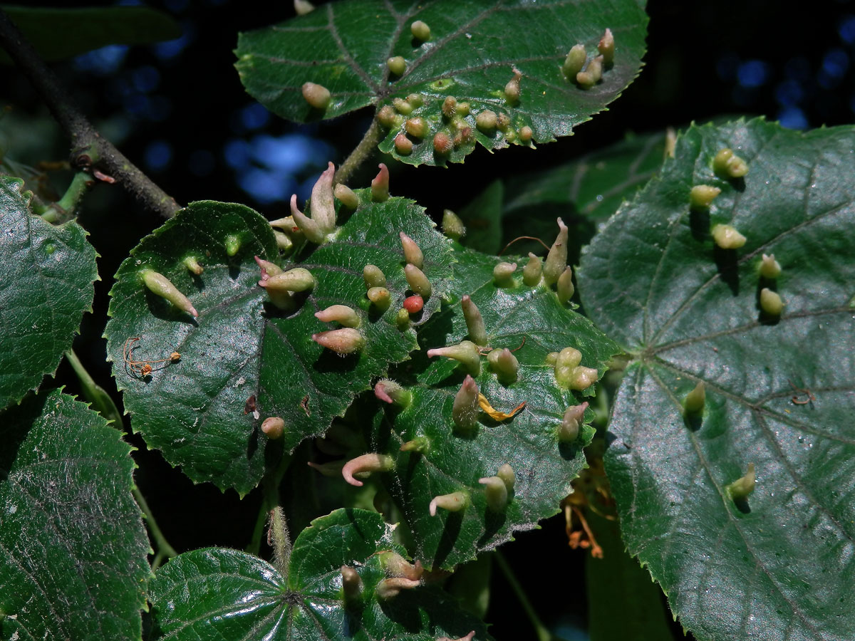 Hálky vlnovníka lipového (Eriophyes tiliae)