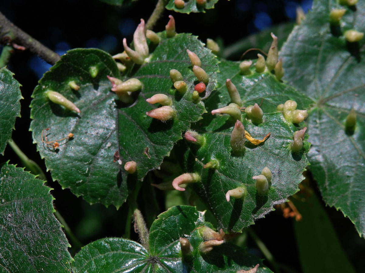 Hálky vlnovníka lipového (Eriophyes tiliae)