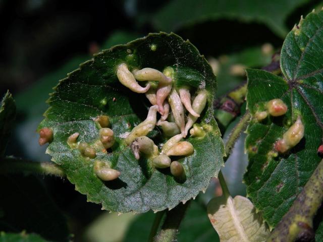 Hálky vlnovníka lipového (Eriophyes tiliae)