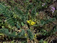 Kozinec bezlodyžný (Astragalus exscapus L.)