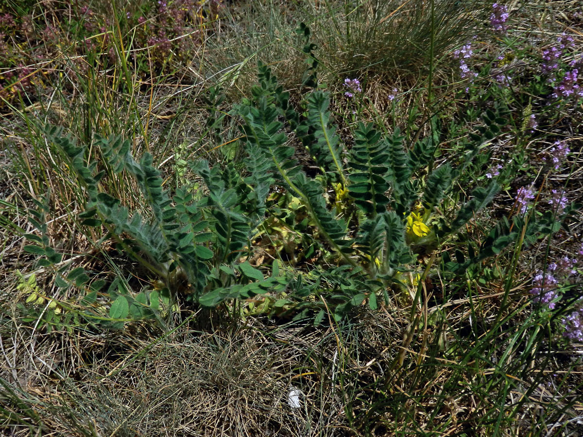 Kozinec bezlodyžný (Astragalus exscapus L.)