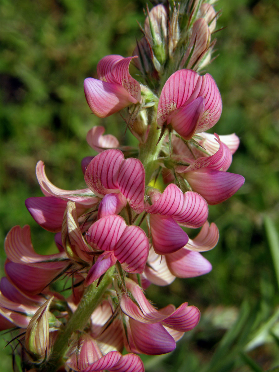 Vičenec ligrus (Onobrychis vicifolia Scop.)