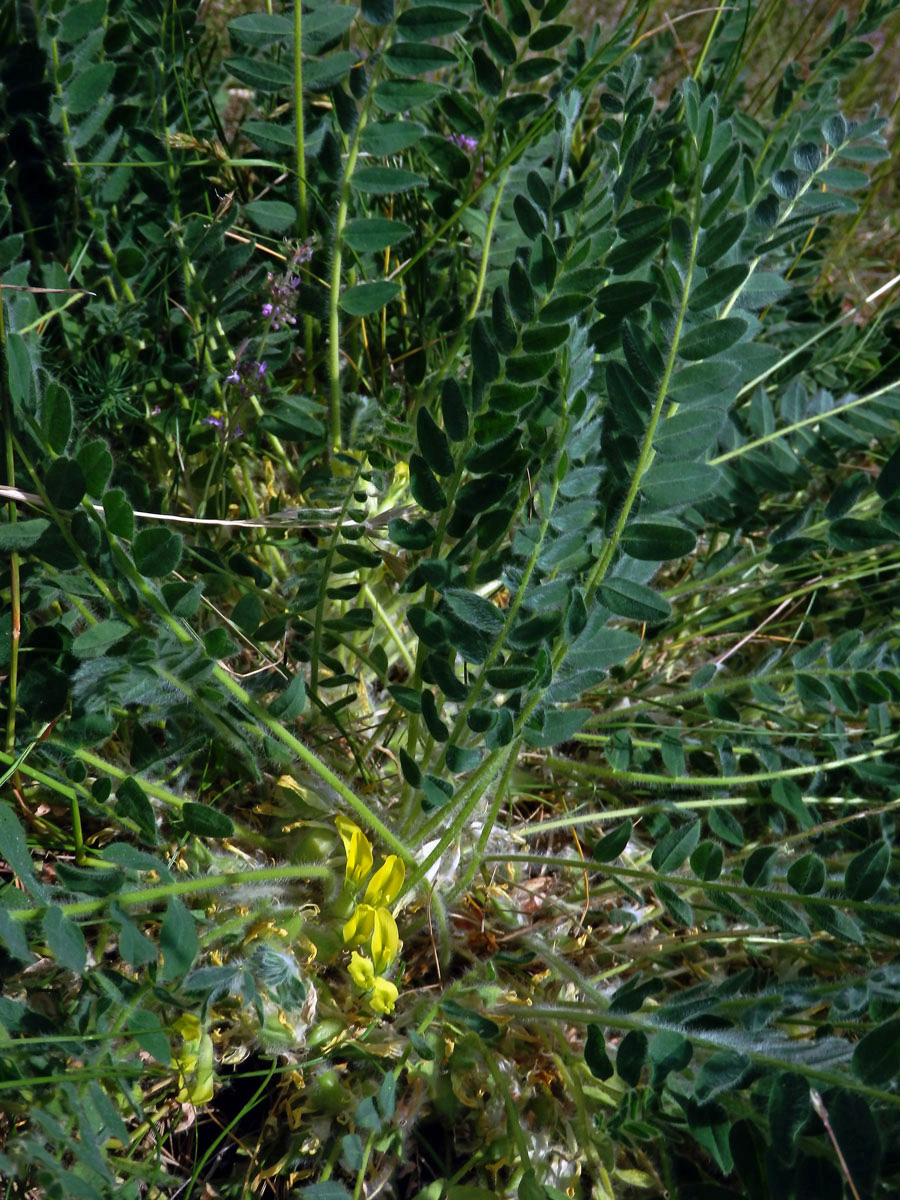 Kozinec bezlodyžný (Astragalus exscapus L.)