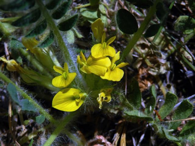 Kozinec bezlodyžný (Astragalus exscapus L.)