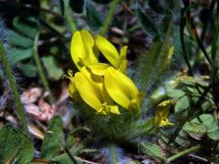 Kozinec bezlodyžný (Astragalus exscapus L.)