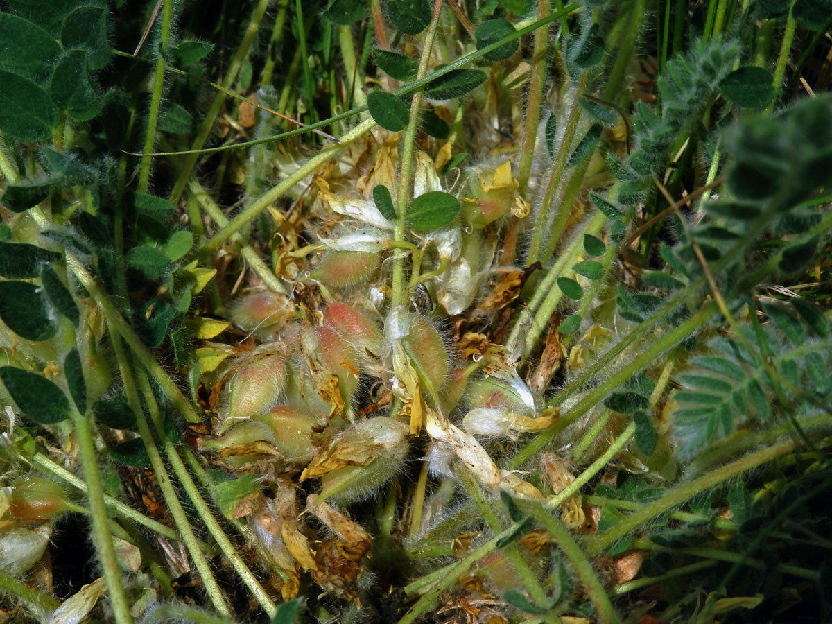 Kozinec bezlodyžný (Astragalus exscapus L.)