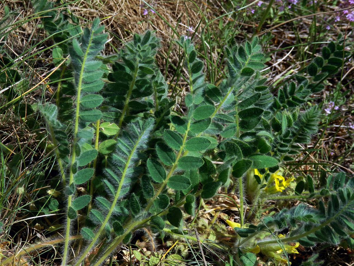 Kozinec bezlodyžný (Astragalus exscapus L.)