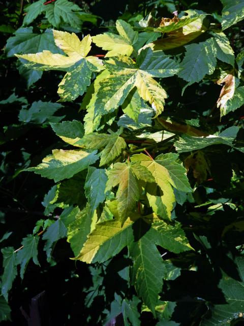 Javor klen (Acer pseudoplatanus L.) s panašovanými listy (5c)