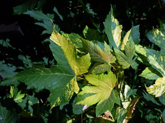 Javor klen (Acer pseudoplatanus L.) s panašovanými listy (5d)