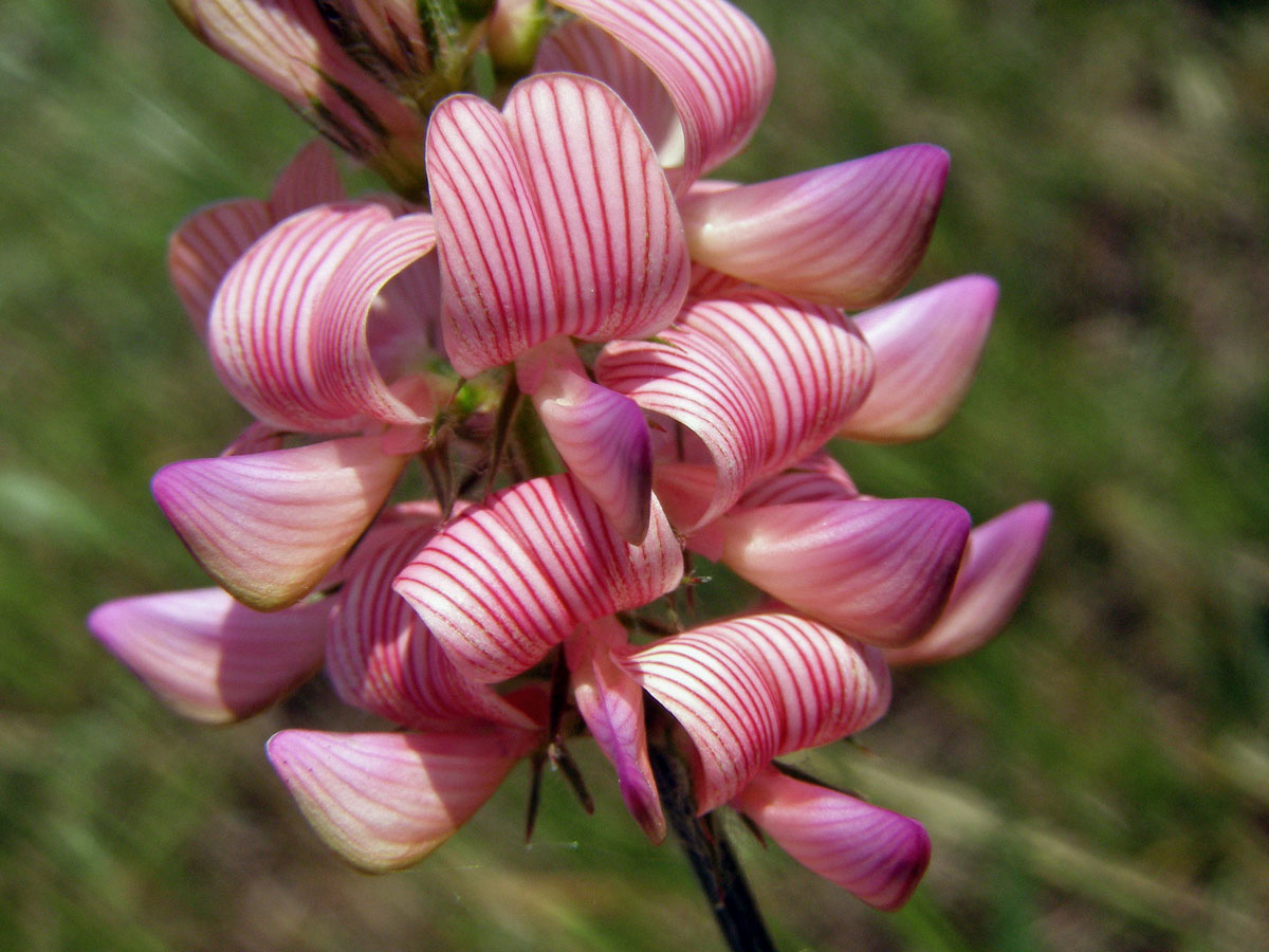 Vičenec ligrus (Onobrychis vicifolia Scop.)