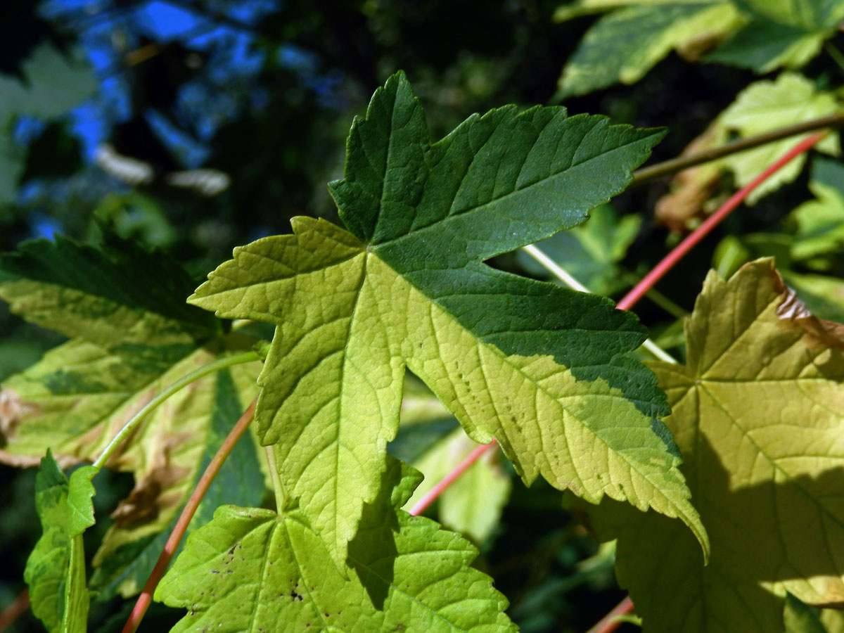 Javor klen (Acer pseudoplatanus L.) s panašovanými listy (5g)