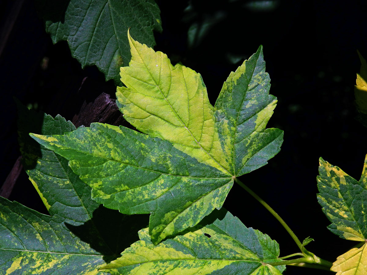 Javor klen (Acer pseudoplatanus L.) s panašovanými listy (5i)