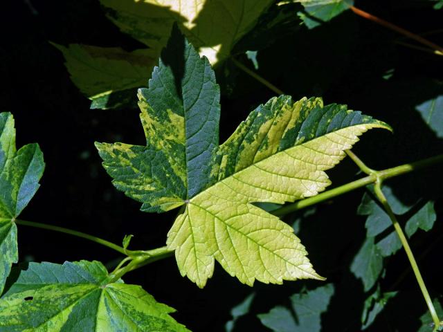 Javor klen (Acer pseudoplatanus L.) s panašovanými listy (5j)