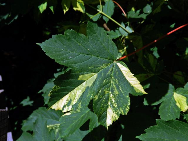 Javor klen (Acer pseudoplatanus L.) s panašovanými listy (5k)