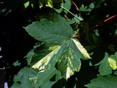 Javor klen (Acer pseudoplatanus L.) s panašovanými listy (5k)