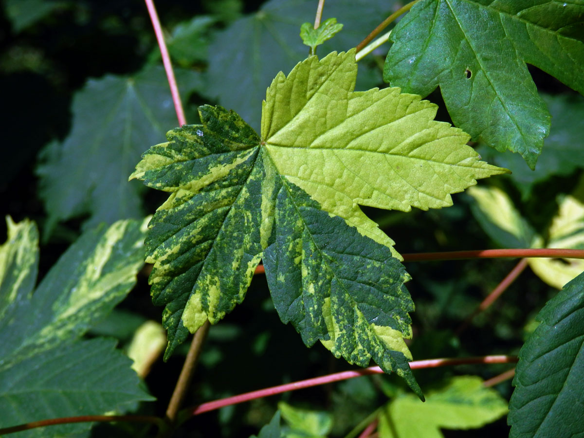 Javor klen (Acer pseudoplatanus L.) s panašovanými listy (5l)