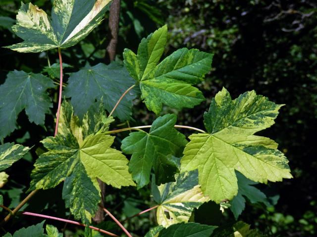 Javor klen (Acer pseudoplatanus L.) s panašovanými listy (5m)