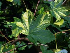 Javor klen (Acer pseudoplatanus L.) s panašovanými listy (5n)