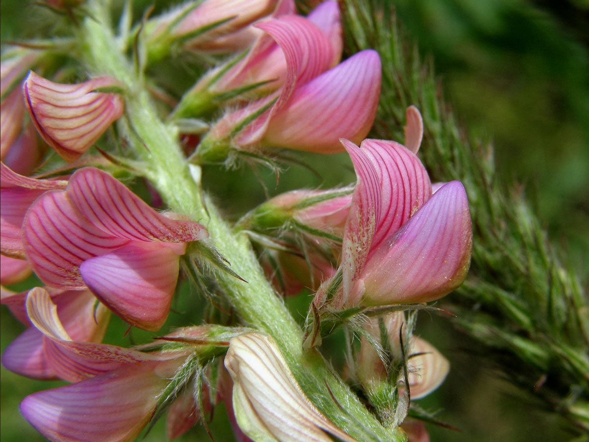 Vičenec ligrus (Onobrychis vicifolia Scop.)