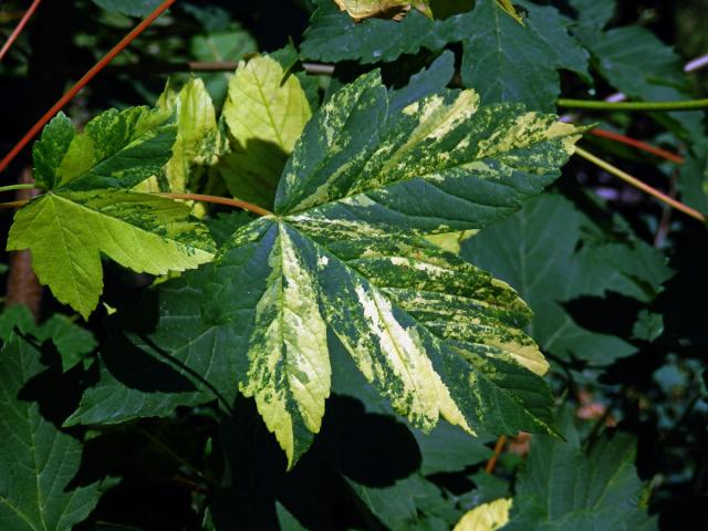 Javor klen (Acer pseudoplatanus L.) s panašovanými listy (5q)