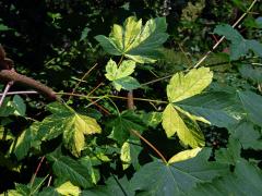 Javor klen (Acer pseudoplatanus L.) s panašovanými listy (5r)