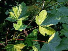 Javor klen (Acer pseudoplatanus L.) s panašovanými listy (5s)