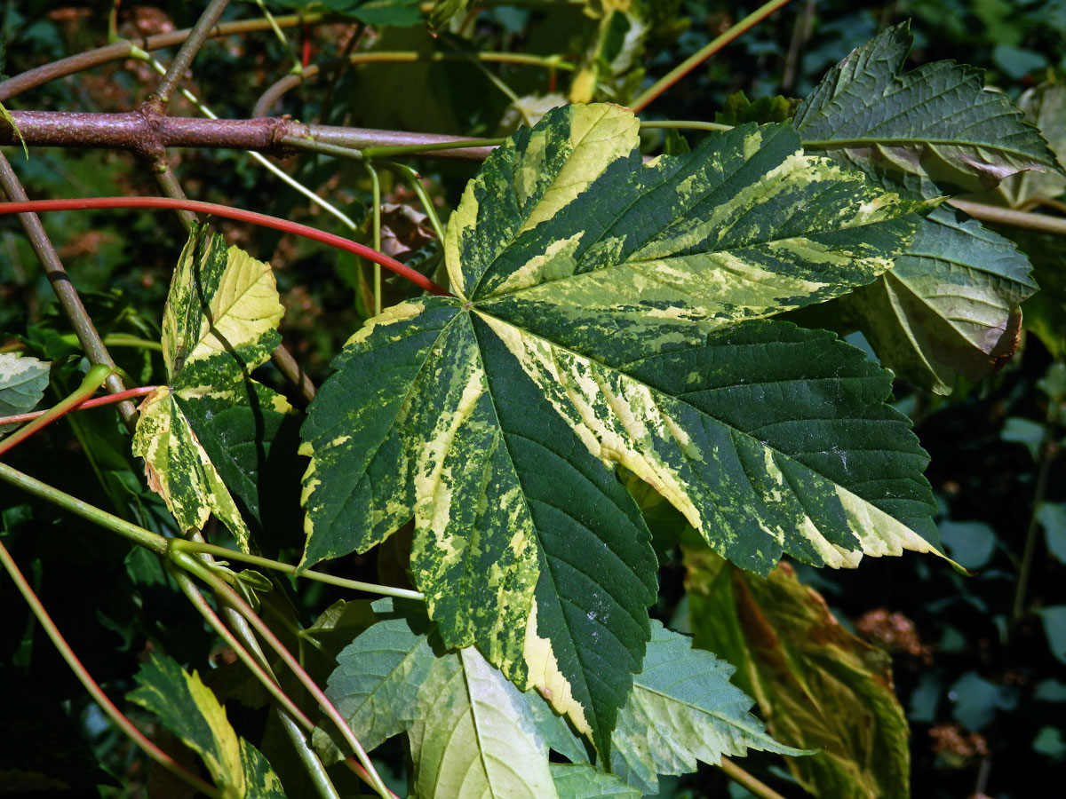 Javor klen (Acer pseudoplatanus L.) s panašovanými listy (5t)