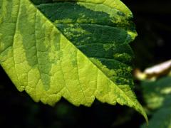 Javor klen (Acer pseudoplatanus L.) s panašovanými listy (5u)