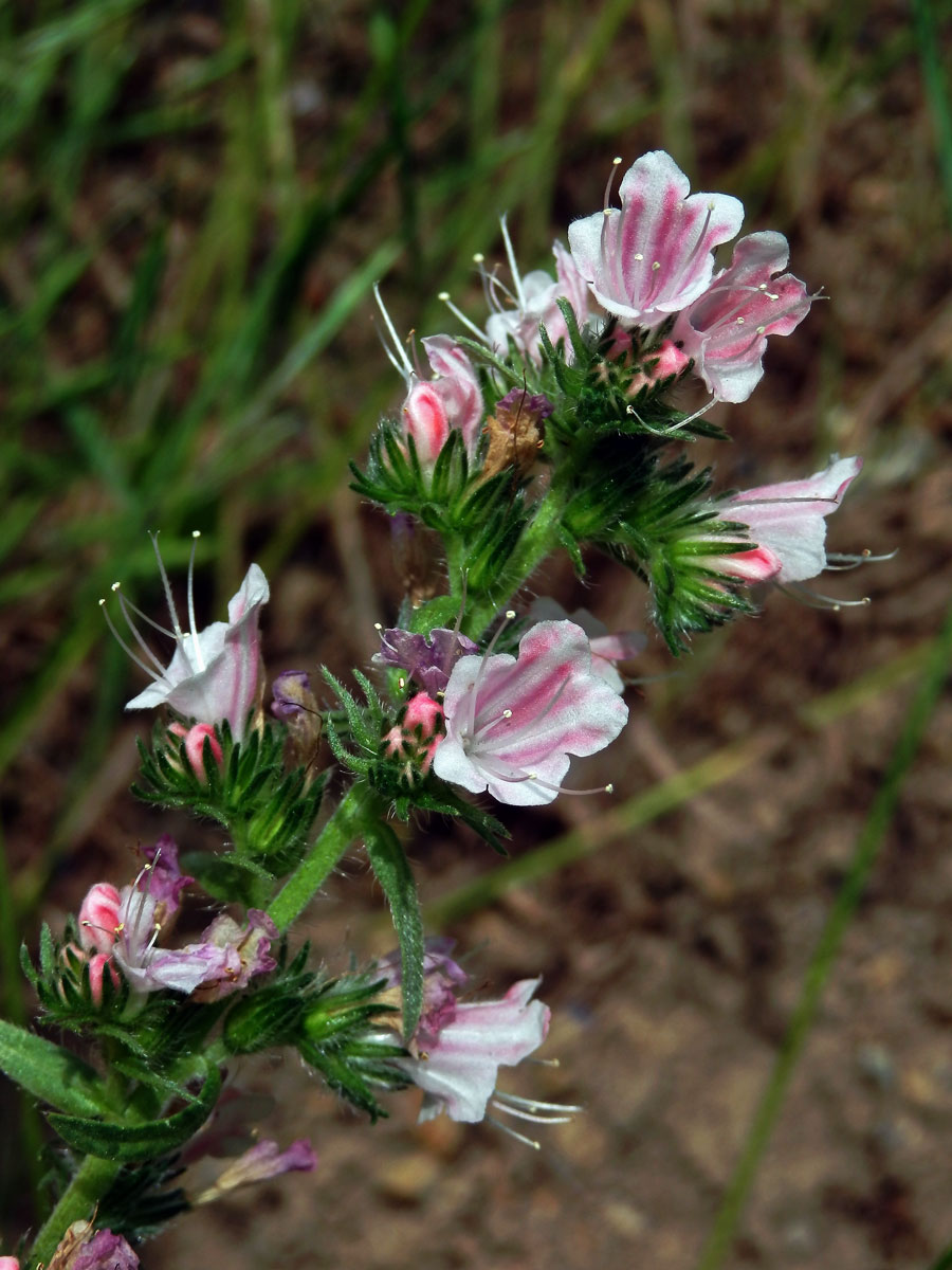 Hadinec obecný (Echium vulgare L.) s růžovými květy (2a)