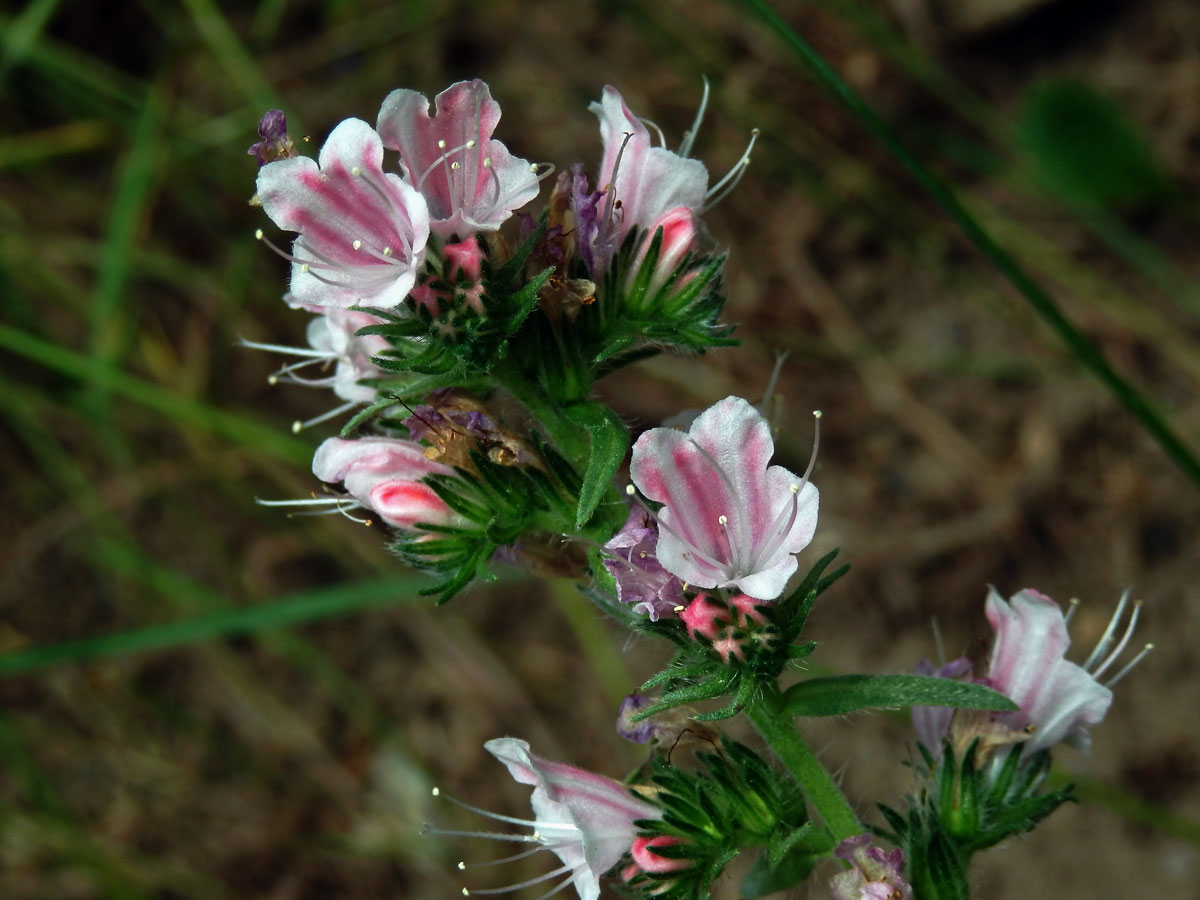 Hadinec obecný (Echium vulgare L.) s růžovými květy (2b)