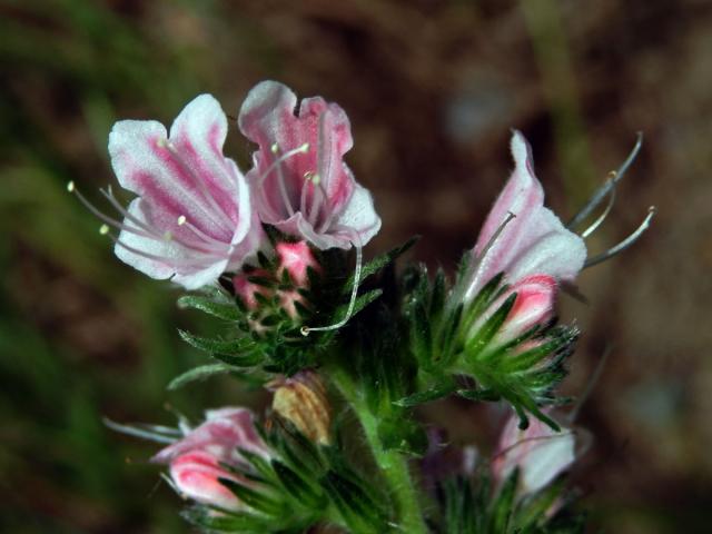 Hadinec obecný (Echium vulgare L.) s růžovými květy (2c)