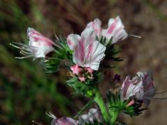 Hadinec obecný (Echium vulgare L.) s růžovými květy (2d)