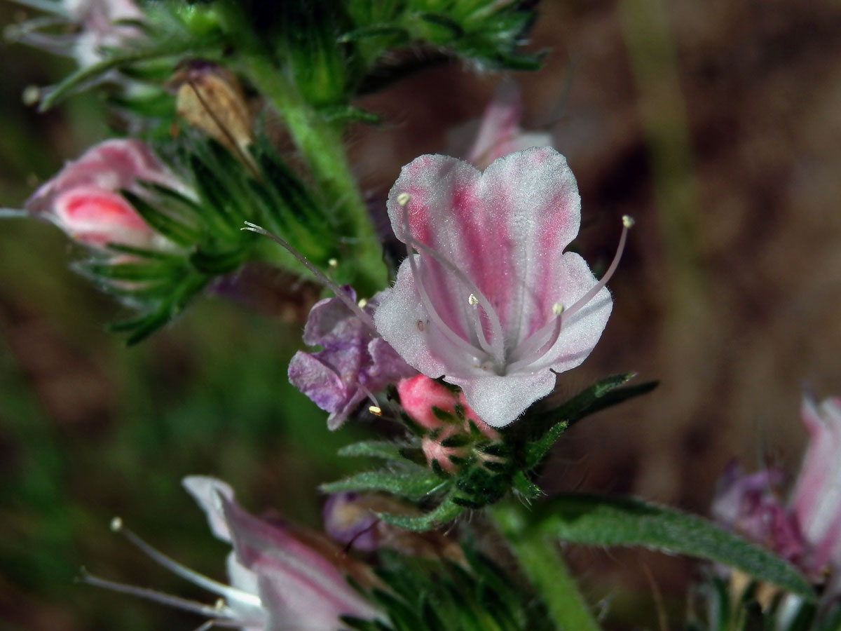 Hadinec obecný (Echium vulgare L.) s růžovými květy (2e)