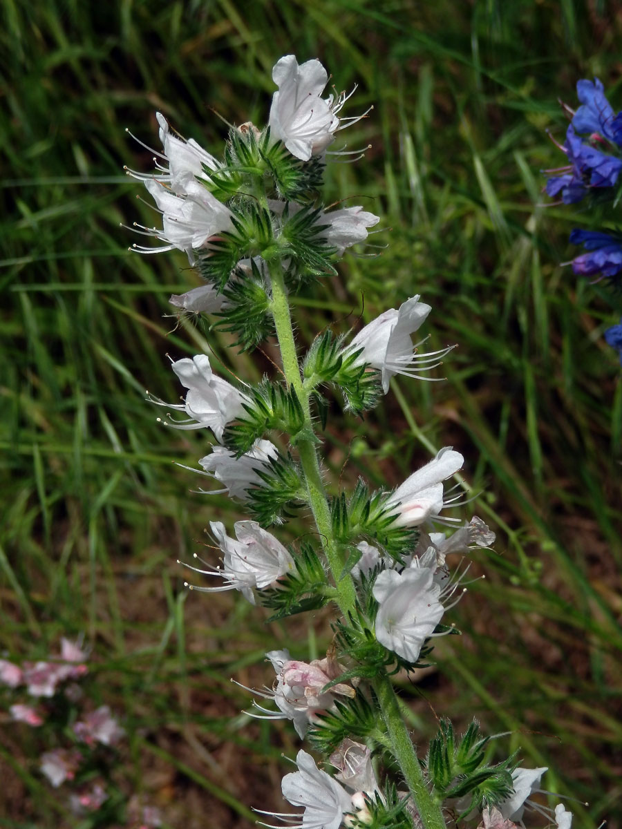 Hadinec obecný (Echium vulgare L.) - květy bez barviva (5b)