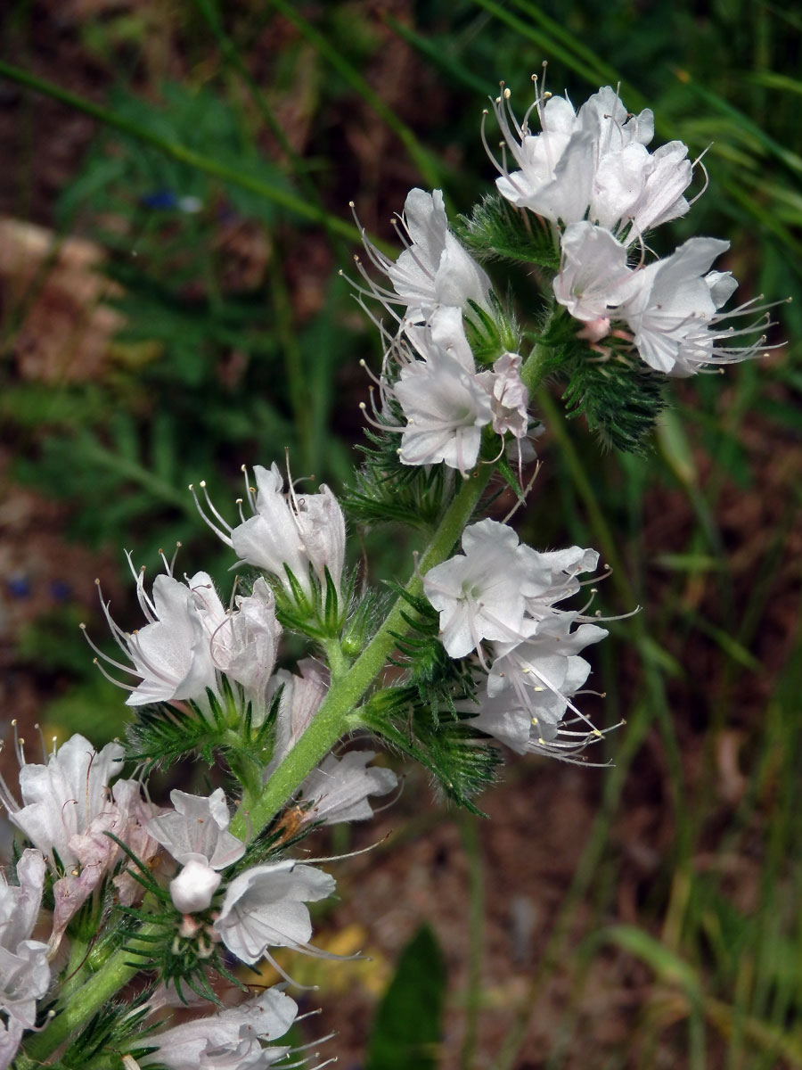 Hadinec obecný (Echium vulgare L.) - květy bez barviva (5c)