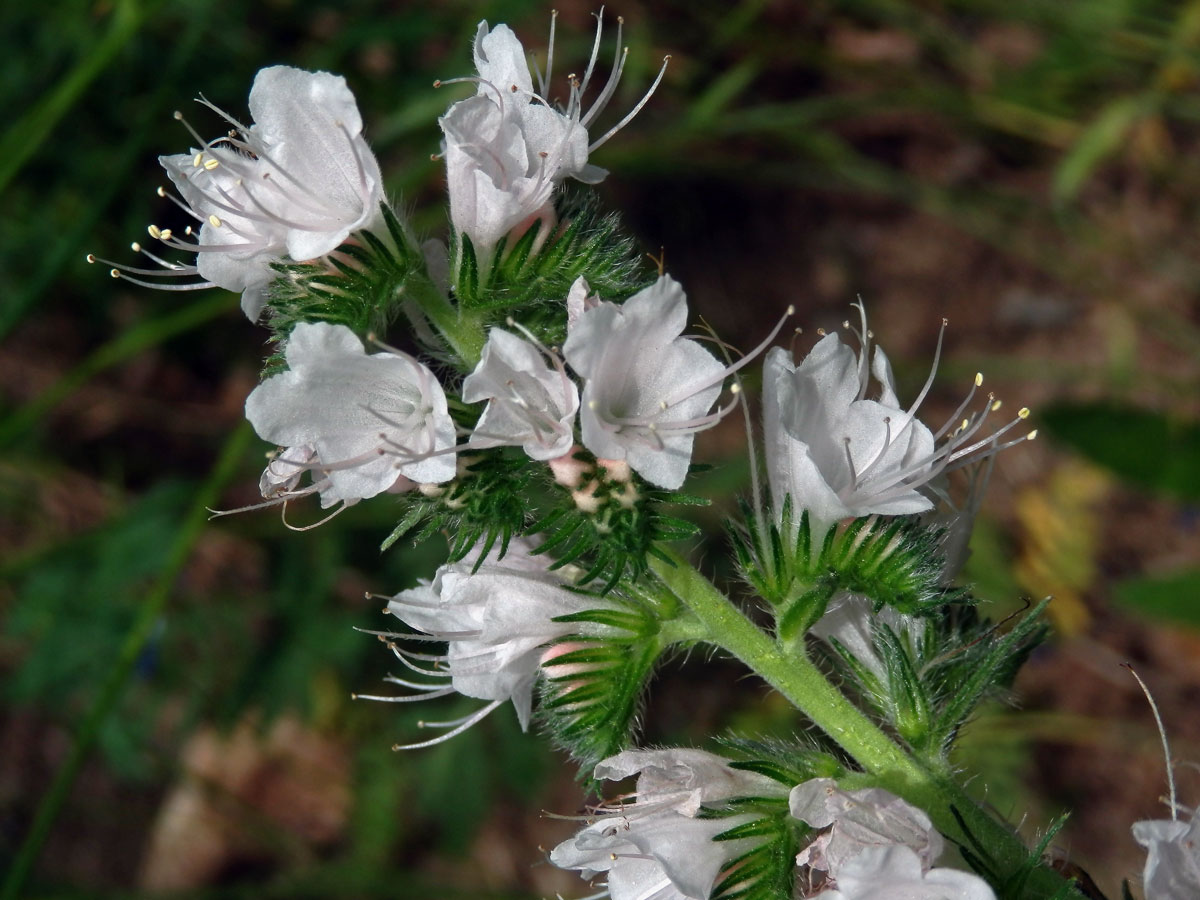 Hadinec obecný (Echium vulgare L.) - květy bez barviva (5d)