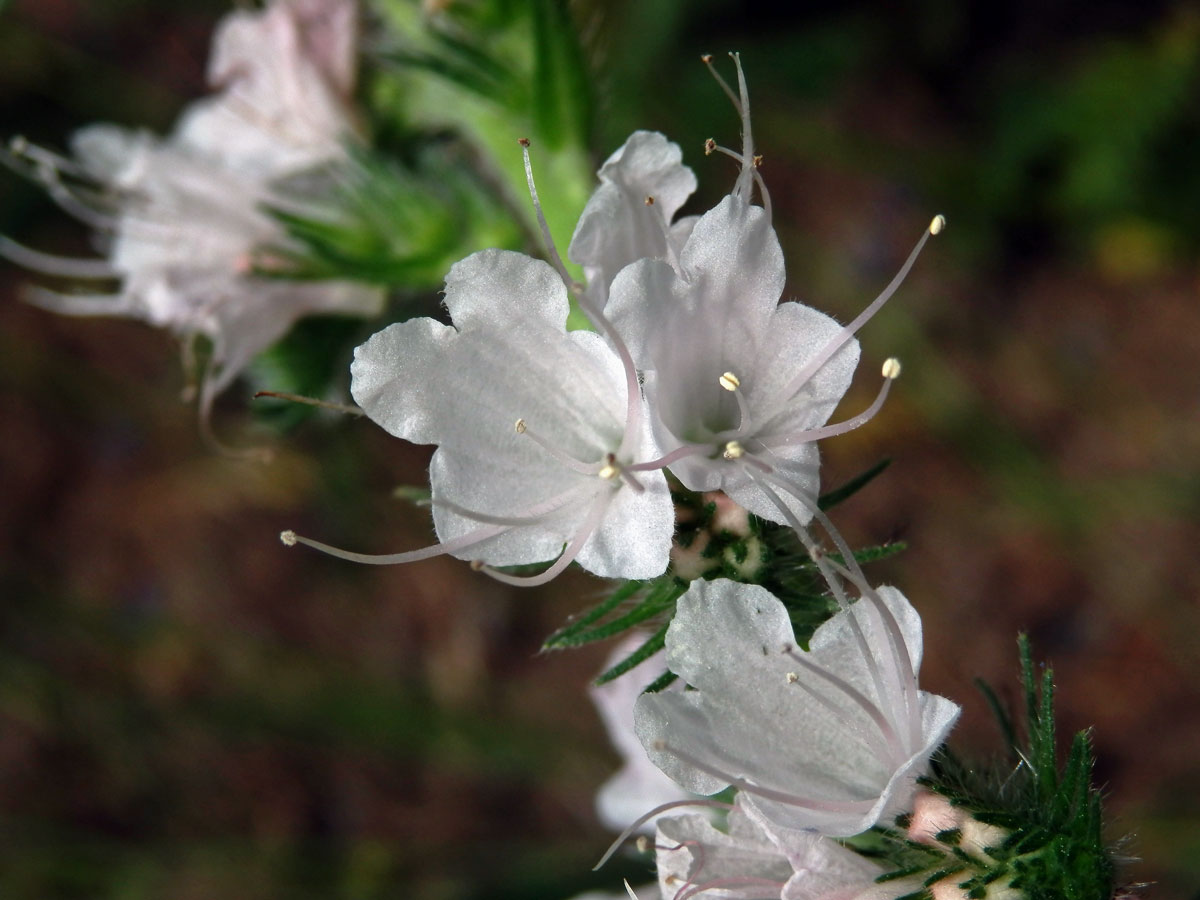 Hadinec obecný (Echium vulgare L.) - květy bez barviva (5e)