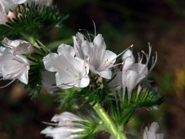 Hadinec obecný (Echium vulgare L.) - květy bez barviva (5f)