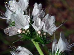 Hadinec obecný (Echium vulgare L.) - květy bez barviva (5h)