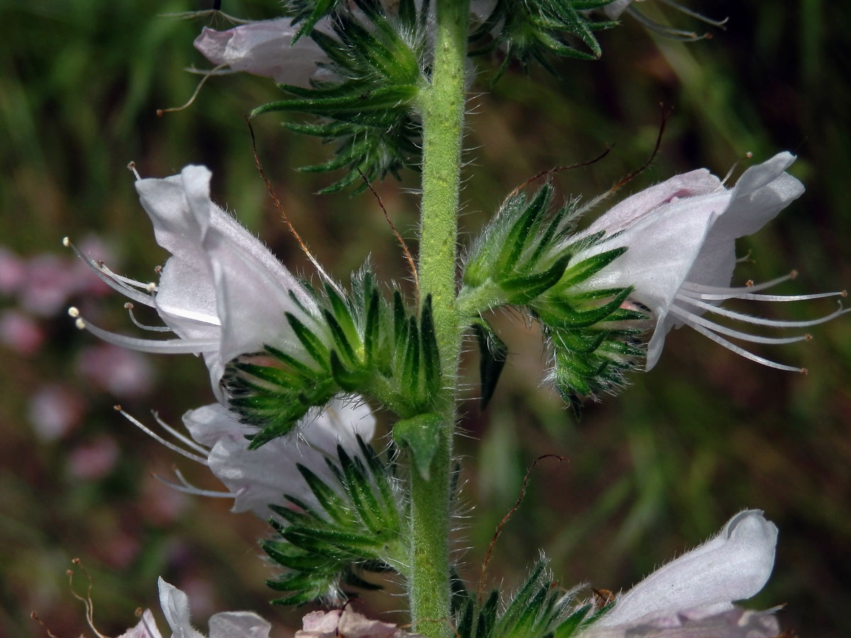 Hadinec obecný (Echium vulgare L.) - květy bez barviva (5i)