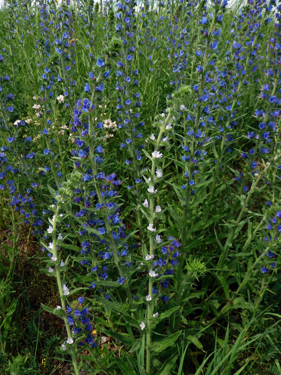 Hadinec obecný (Echium vulgare L.) se světlými květy (2a)