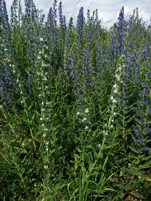 Hadinec obecný (Echium vulgare L.) se světlými květy (2b)