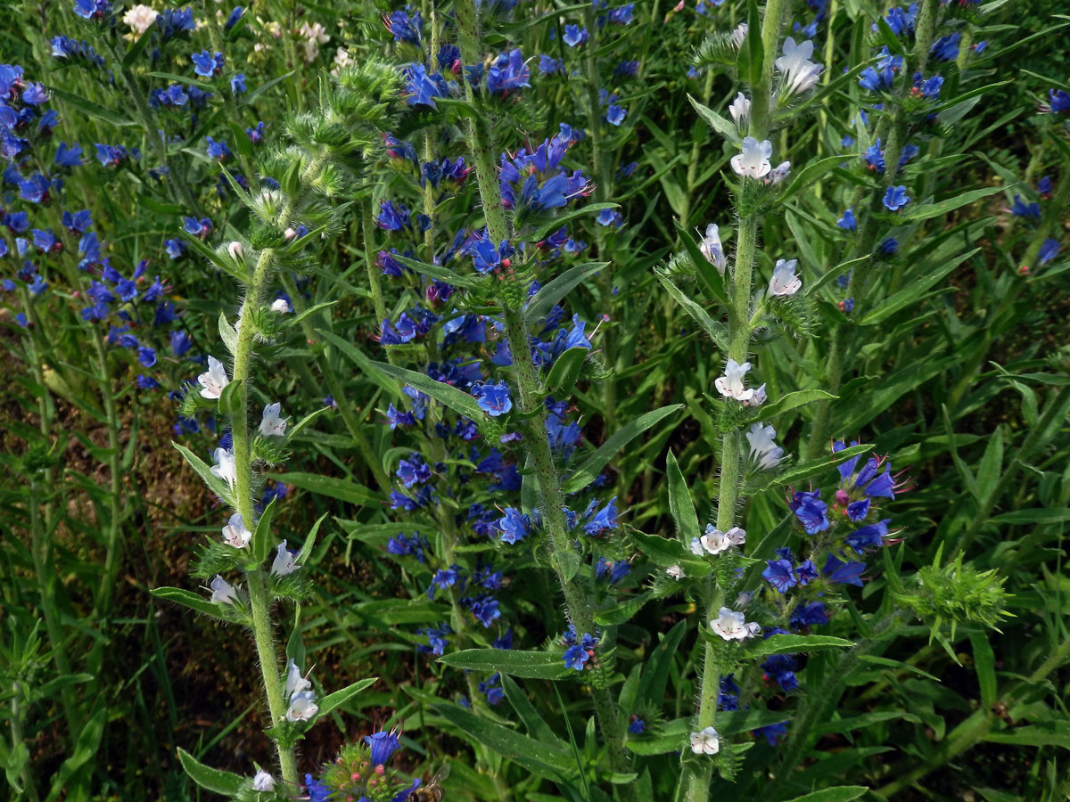 Hadinec obecný (Echium vulgare L.) se světlými květy (2c)