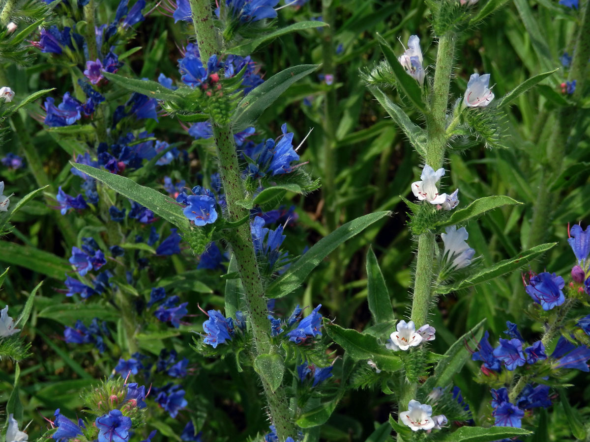 Hadinec obecný (Echium vulgare L.) se světlými květy (2d)