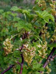 Rybíz červený = Meruzalka červená (Ribes rubrum L.)