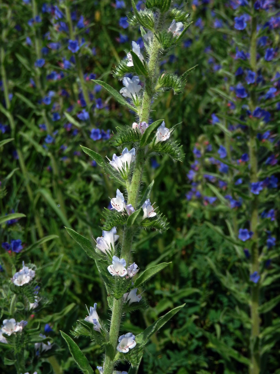 Hadinec obecný (Echium vulgare L.) se světlými květy (2e)