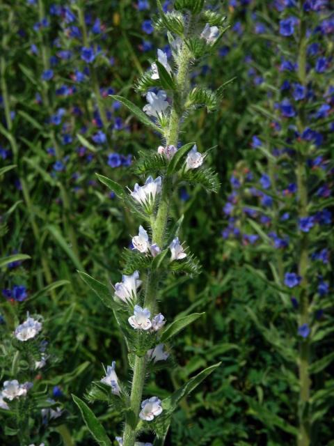 Hadinec obecný (Echium vulgare L.) se světlými květy (2e)