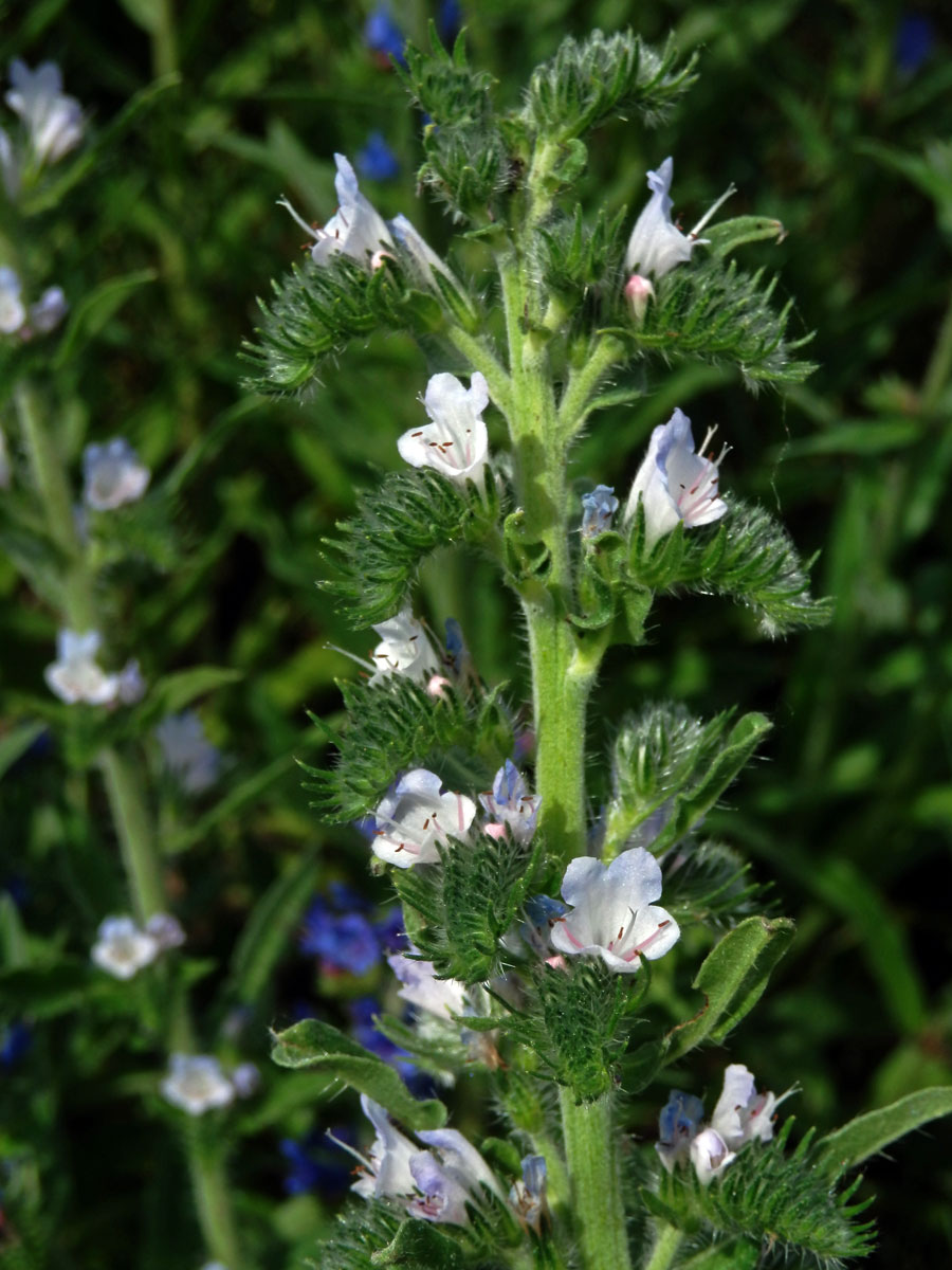 Hadinec obecný (Echium vulgare L.) se světlými květy (2f)