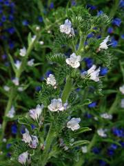 Hadinec obecný (Echium vulgare L.) se světlými květy (2g)